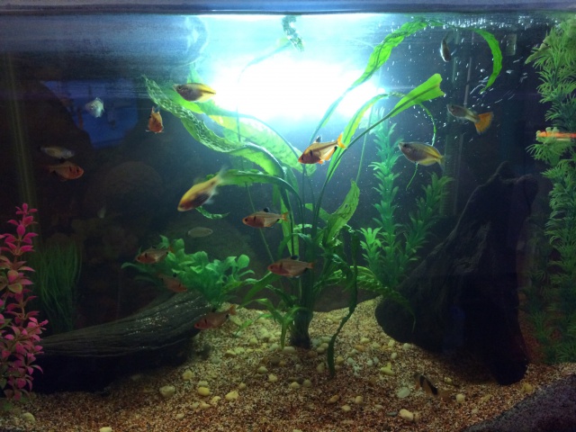 3 Aquarium, Poisson, Tortue et Écrevisse + Surprise. 829561IMG0974