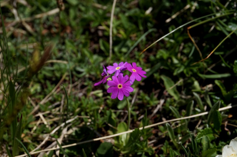 pas de carni mais de jolies plantes alpines ! 829618DSC03465