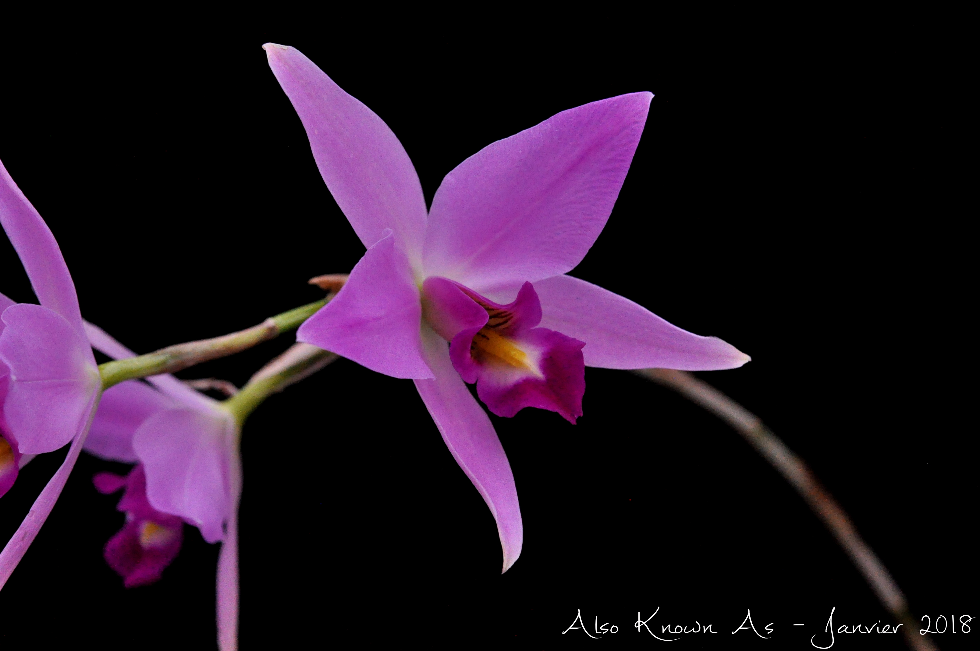 Laelia anceps 'Bigge' x 'Oscura' 829971anceps3