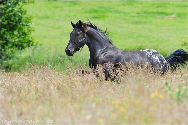 Forever Free. Appaloosa ( é ) 830791fb2bd59f