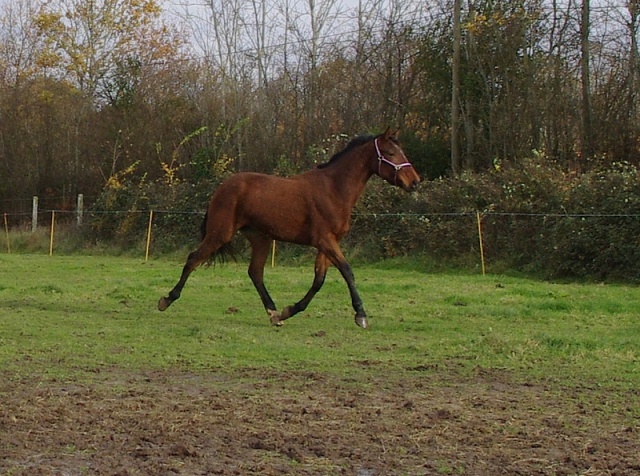 [PLACEE CINDY] CERINE  Une belle étrangère aux origines  hollandaises  ! 830933CERINE3