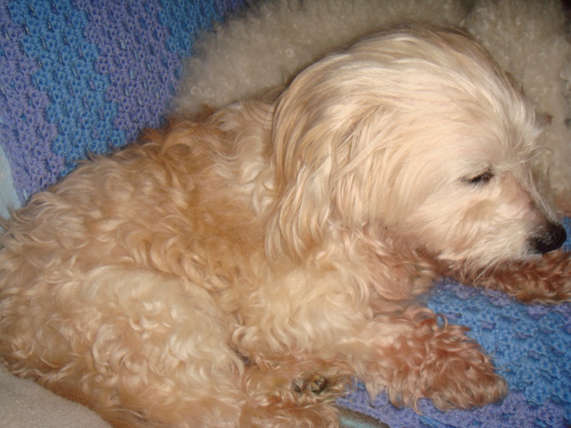 MILAINE F BICHON  12 ANS SPA GIEN (45) ADOPTEE PAR DAYSIE  - Page 2 834053DSC07466