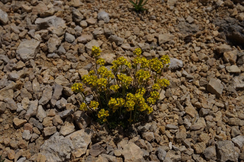 Pas de carni mais de jolies plantes alpines  834842DSC03432