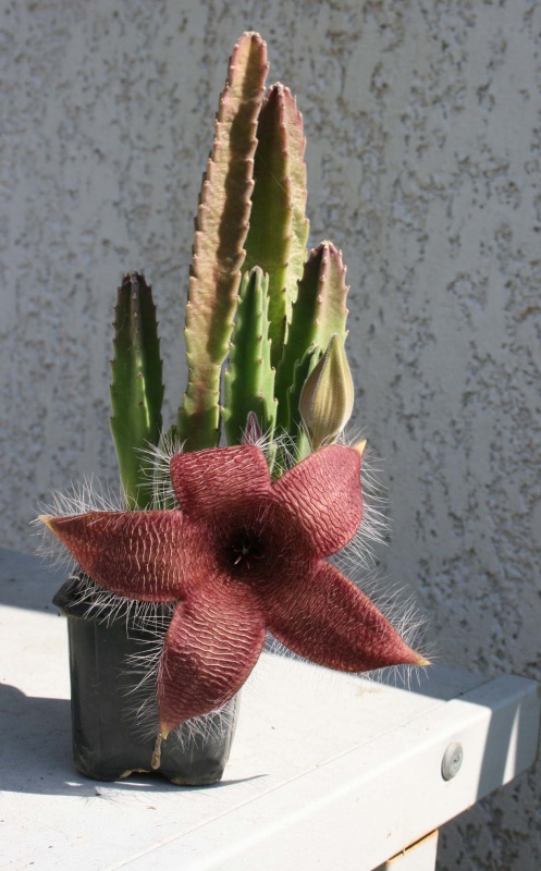 Stapelia grandiflora 835474stapeliagrandiflora