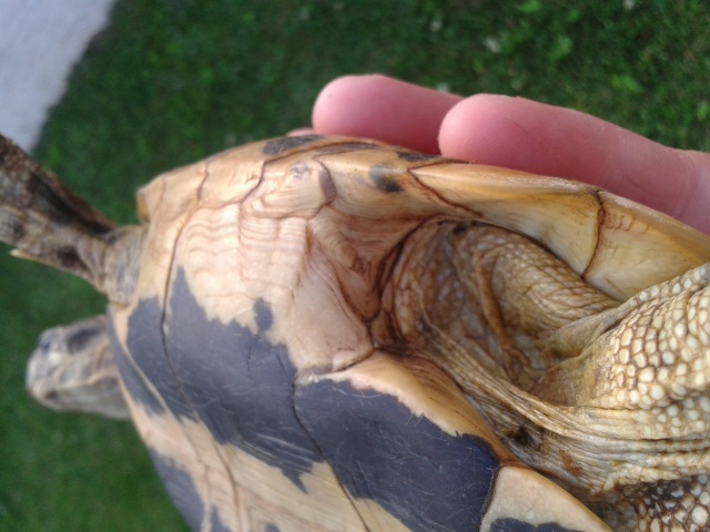 tortue hermann identification  83600420130703201807