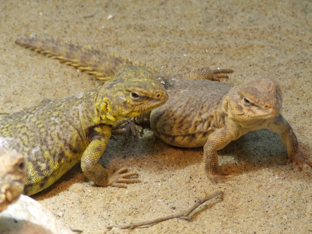 Uromastyx geyri 837146DSCF8896