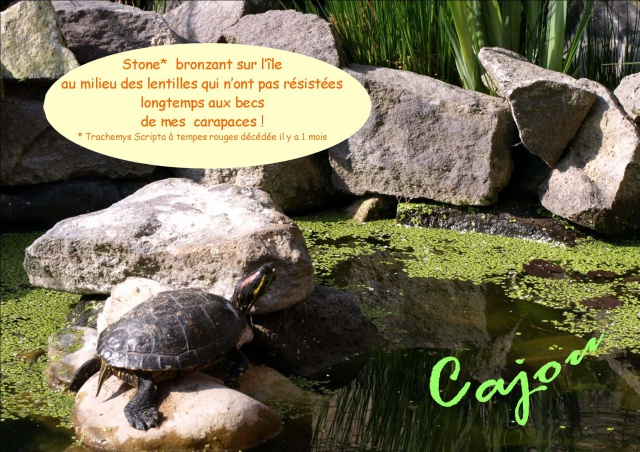 Le bassin auvergnat de mes aquatiques 837360Stone