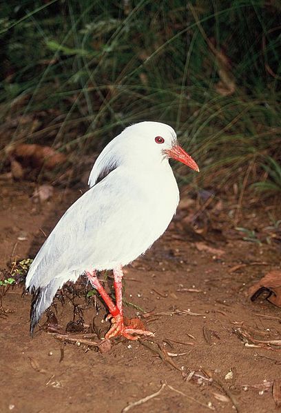 Animaux - Espèces menacées -La panthère nébuleuse +Le Kagou huppé+ autres 838619408pxRhynochetosjubatus03