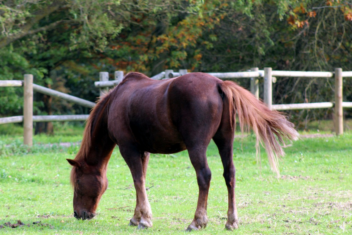 [Fil - Ouvert ] Chevaux - Page 10 839162036Copier