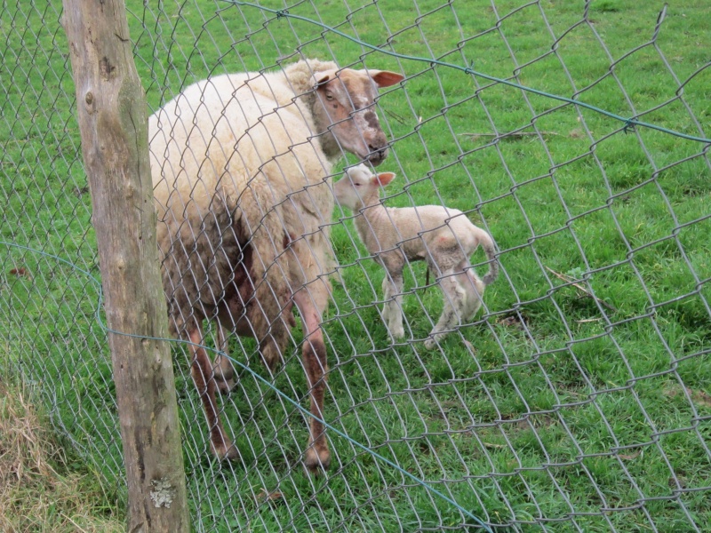 Suite à question sur nos animaux de (bonne) compagnie - Page 13 839215IMG0122L