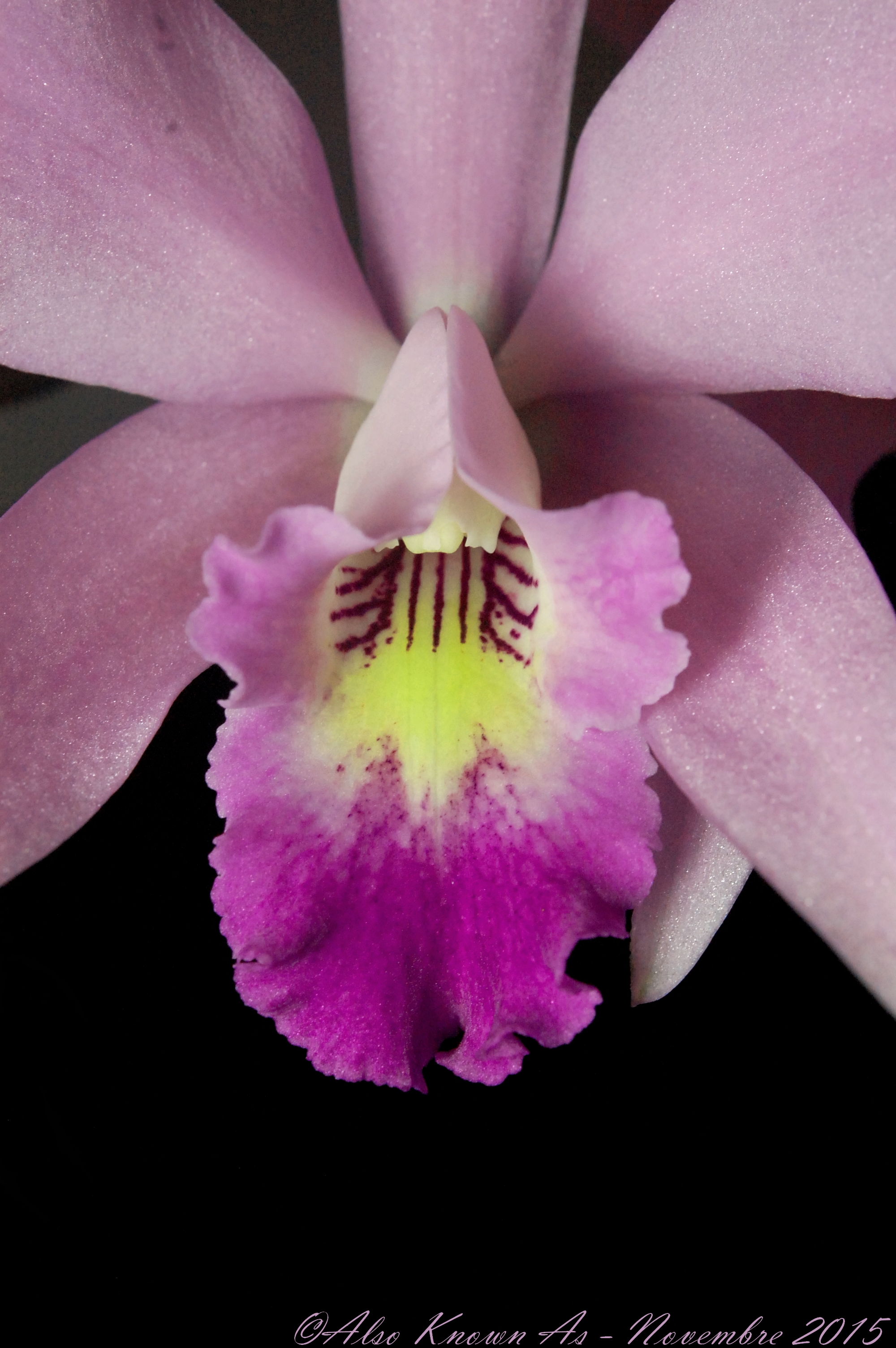 Laeliocattleya Edissa (L. anceps x C. purpurata) 841383Edissa2