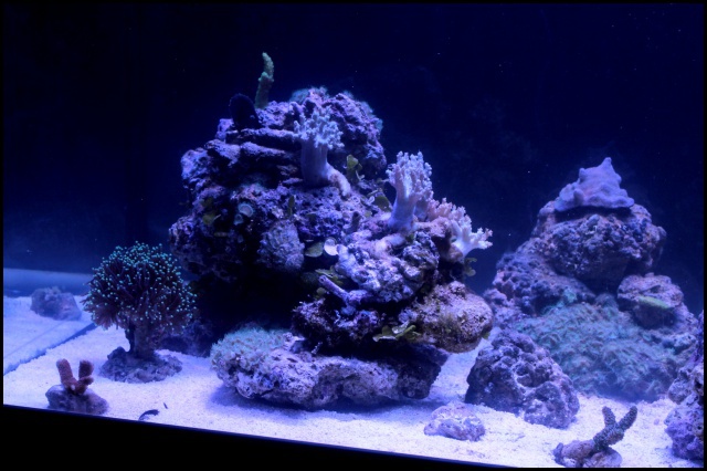 Micro Reef 120L 843731IMG0149