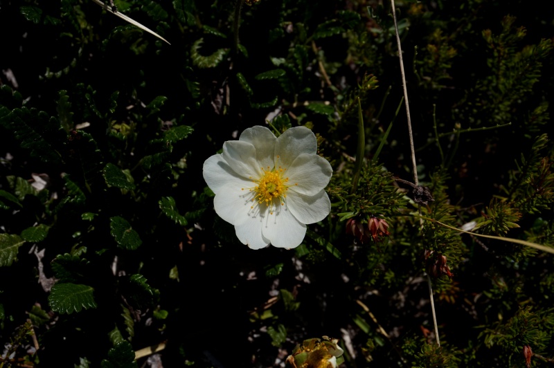 pas de carni mais de jolies plantes alpines ! 845177DSC03417