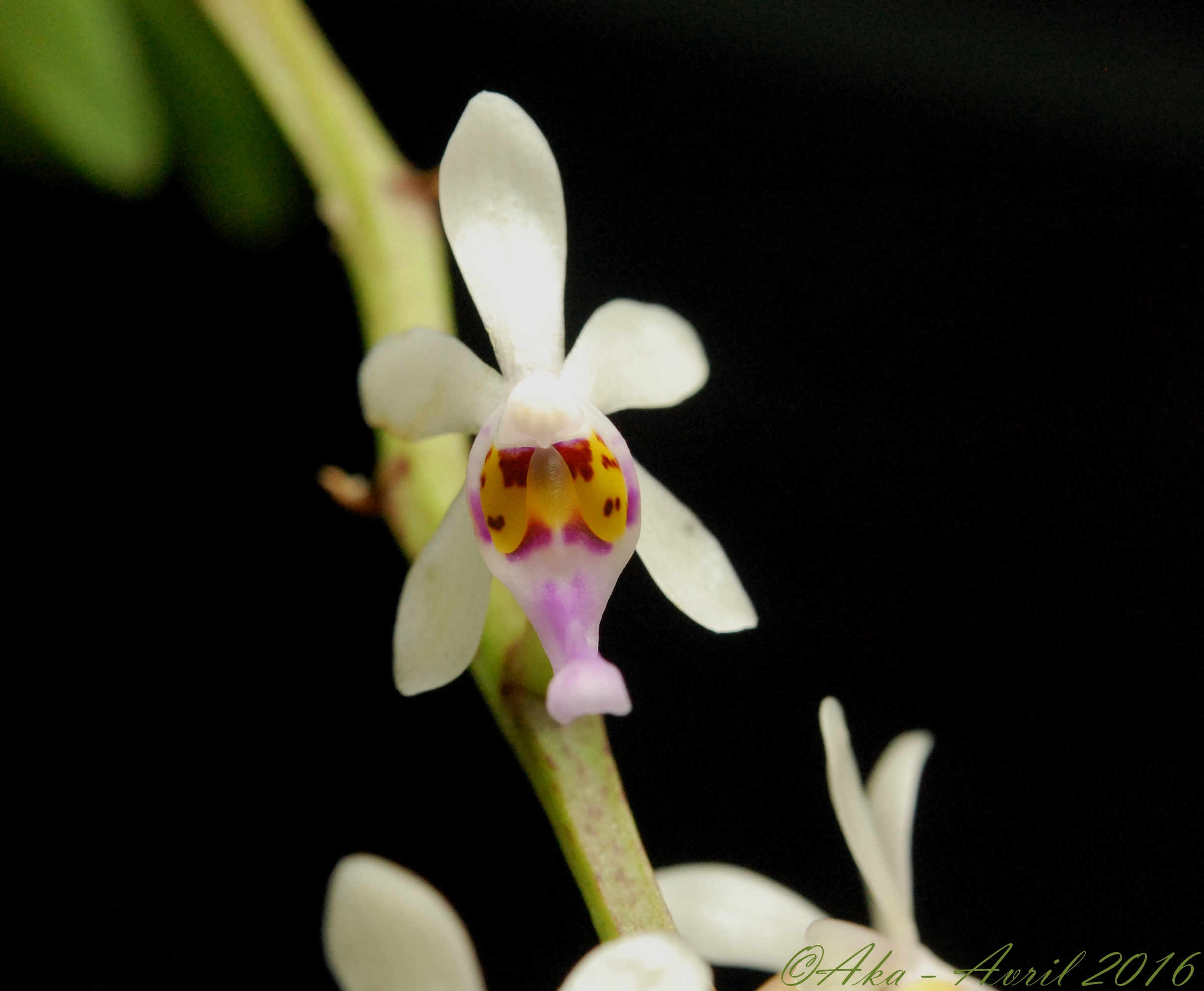 Diploprora truncata 846569truncata2