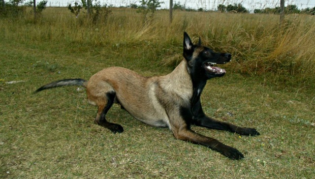 Un trio de malinois !  - Page 13 8468279965152994949835290022043711297n