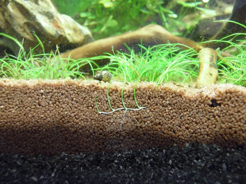 Mon Scaper's Tank 50L Aquascaping 847029P2130053