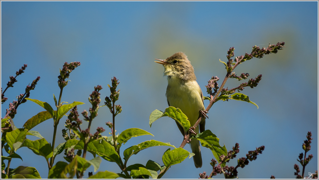 PBVF 75: Apremont sur Allier, la faune du parc floral 848684LR6P1460600