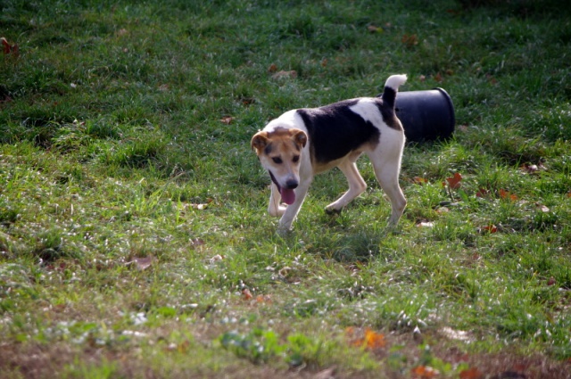 CLOSER - x beagle 6 ans - Spa de Vannes (56) 848915IMGP3628