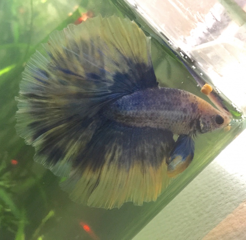 New betta après arrêt.  849271IMG2576