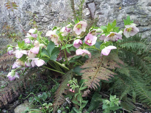 Helleborus niger ou Rose de noel ou Hellebore - Page 26 84932220160215161715