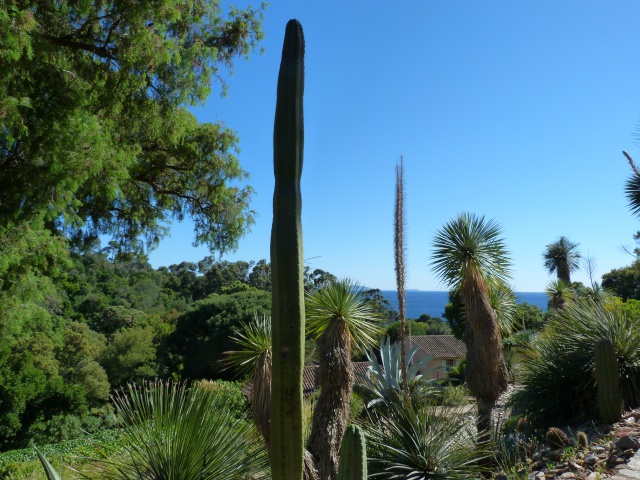 (83) Jardin du Rayol - Canadel-sur-Mer - Page 3 849508P1240560