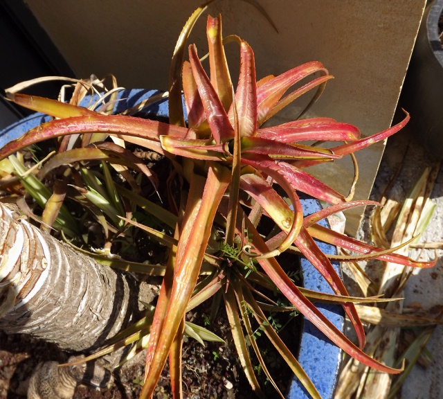 Aechmea recurvata 850189DSCF2939