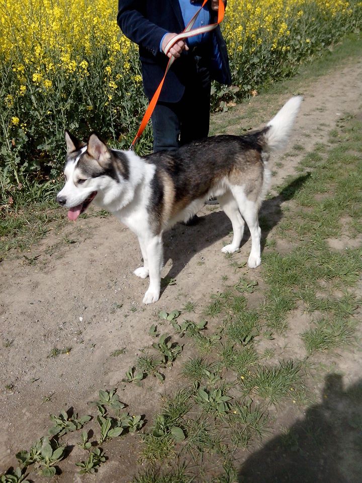 Wolf Husky croisé de 4 ans 91 850676187029265991607247977430656029137861227n