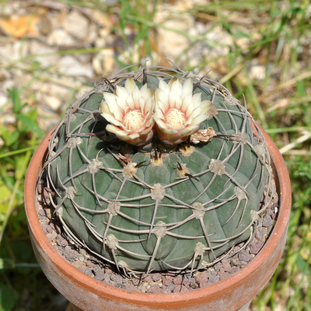 GYMNOCALYCIUM !!! - Page 5 853105bayrianum120717003