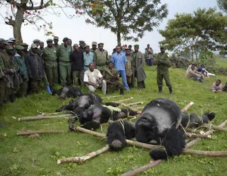 [Accepté] République démocratique du Congo 8535795223