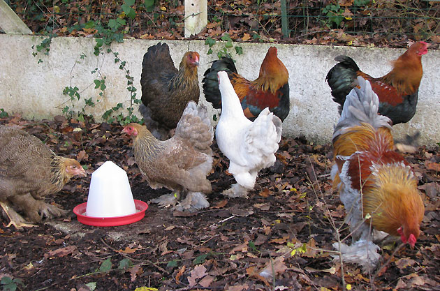 Nos poules d'ornement, des nouveaux P2 853694IMG1456