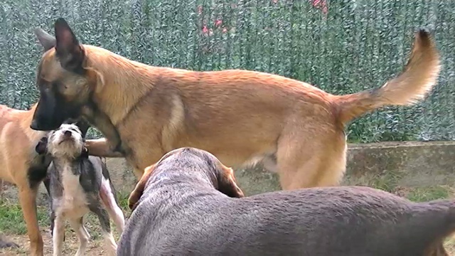 Un trio de malinois !  - Page 3 854227vlcsnap2012091712h22m14s0