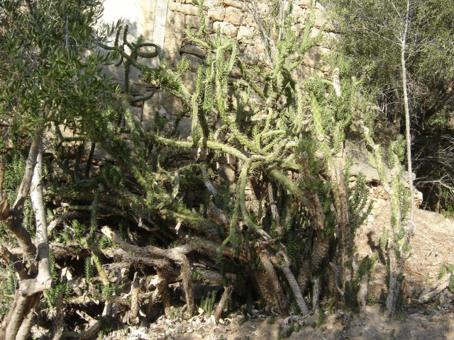 Austrocylindropuntia subulata 855995DSC03171