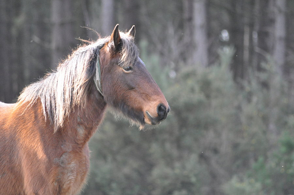 Alone. New Forest ( é ) 856500973