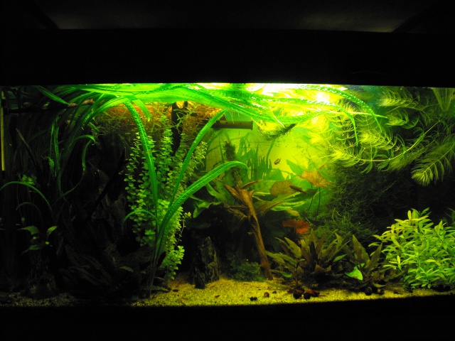 mon bac 125 l 856932aquariums025