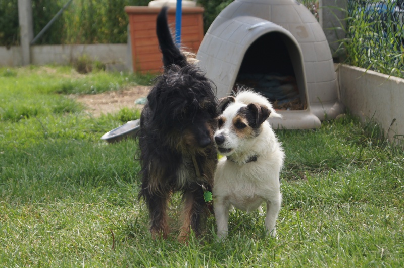 PINO  x griffon 3 ans et CHIPIE x fox 3 ans - SHPA à Le Havre (76) à adopter ensemble  857630DSC02281