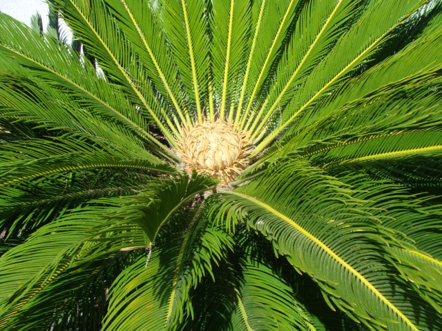 cycas - Page 2 858839DSC04617