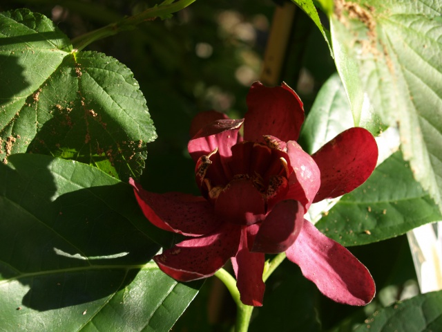 Calycanthus floridus - arbre aux anémones 859601P6178026