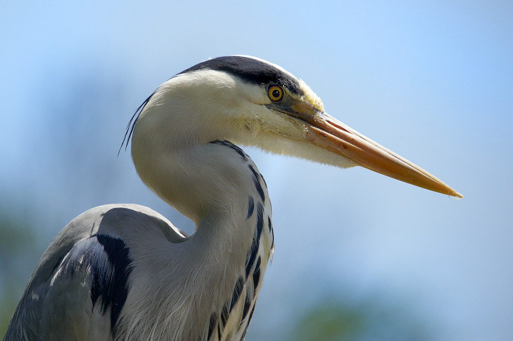 Le Héron : l'approche ... 860432HERON2