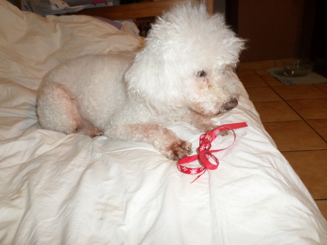 ELFIE NIZINNY F 3/5 ANS ASSO MUKITZA ADOPTEE PAR DAYSIE - Page 3 861574SAM6126