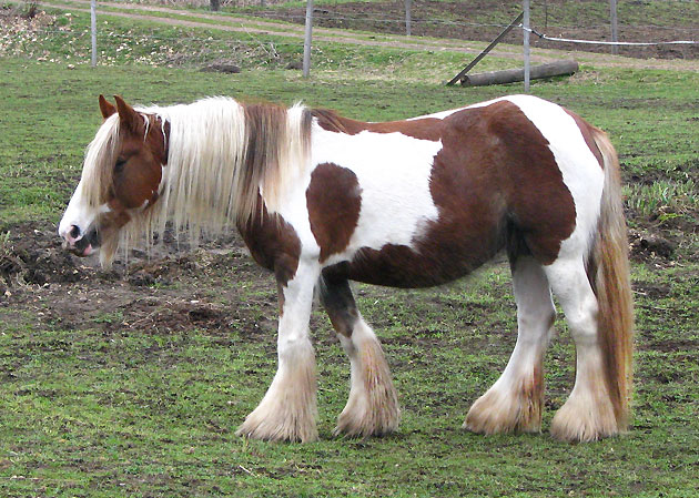 Rosie aux Chevaux de Tan 862376IMG2027