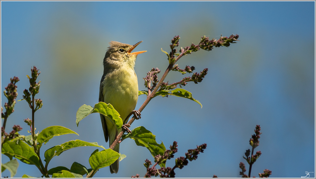 PBVF 75: Apremont sur Allier, la faune du parc floral 864080LR6P1460606