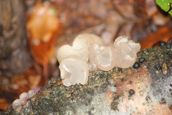 Champignon translucide sur les branches d'un arbre. 864256Tremellasp1010