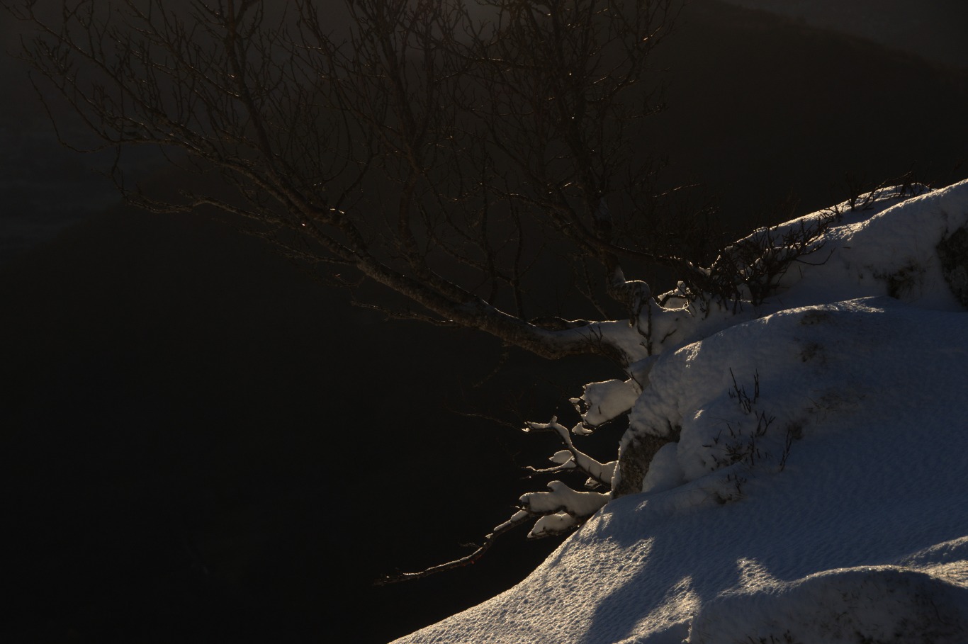 Une vie pyrénéenne de labrit des pyrénées - Page 9 865366cau0208