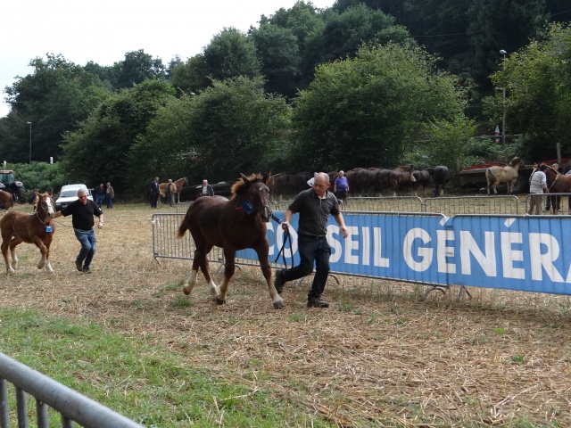 foire aux poulains  865672DSC00936