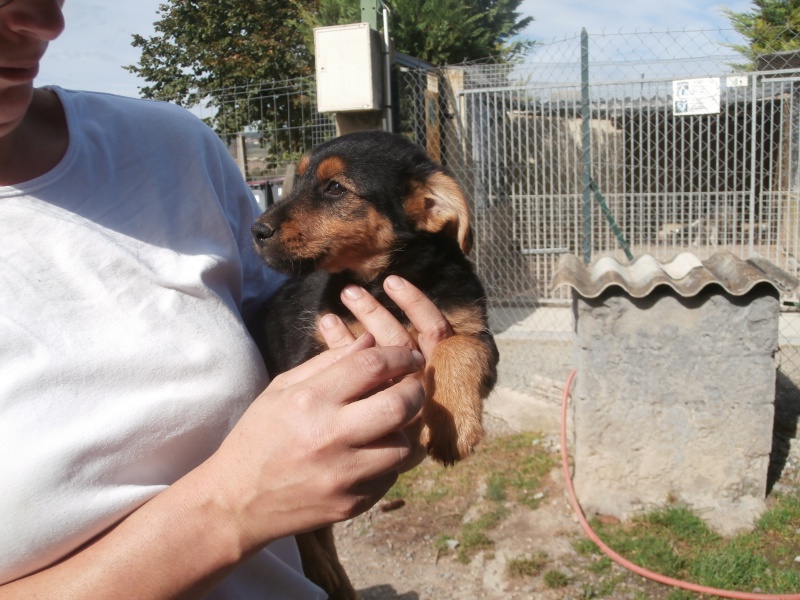 COOKY (AMISH)  ( mâle croisé Terrier) 865750PA041789