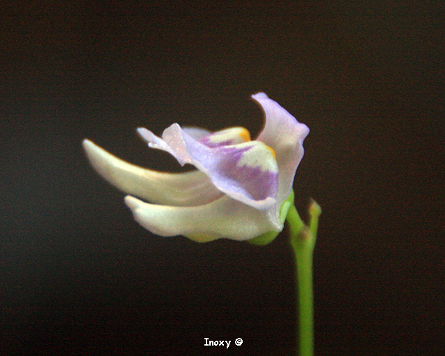 Double Fleur Utricularia Tridentata 866717UtriculaireTridentata250620141640x480