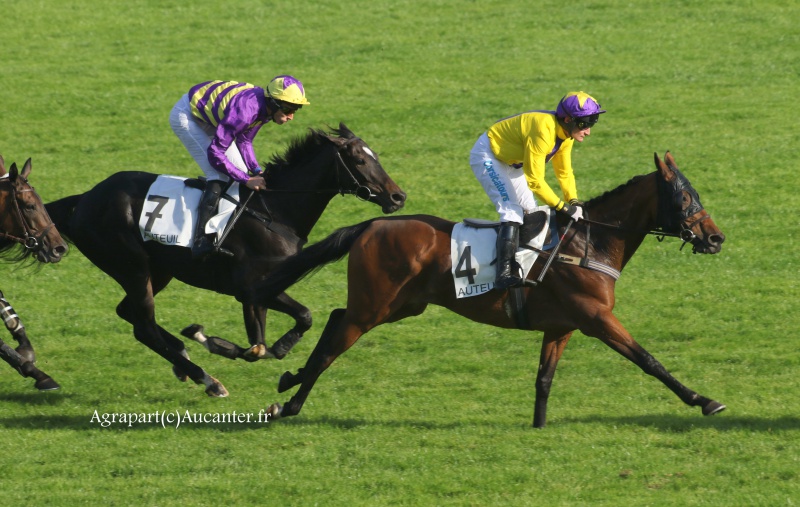 Photos Auteuil 9-10-2016 8681785J6A7886