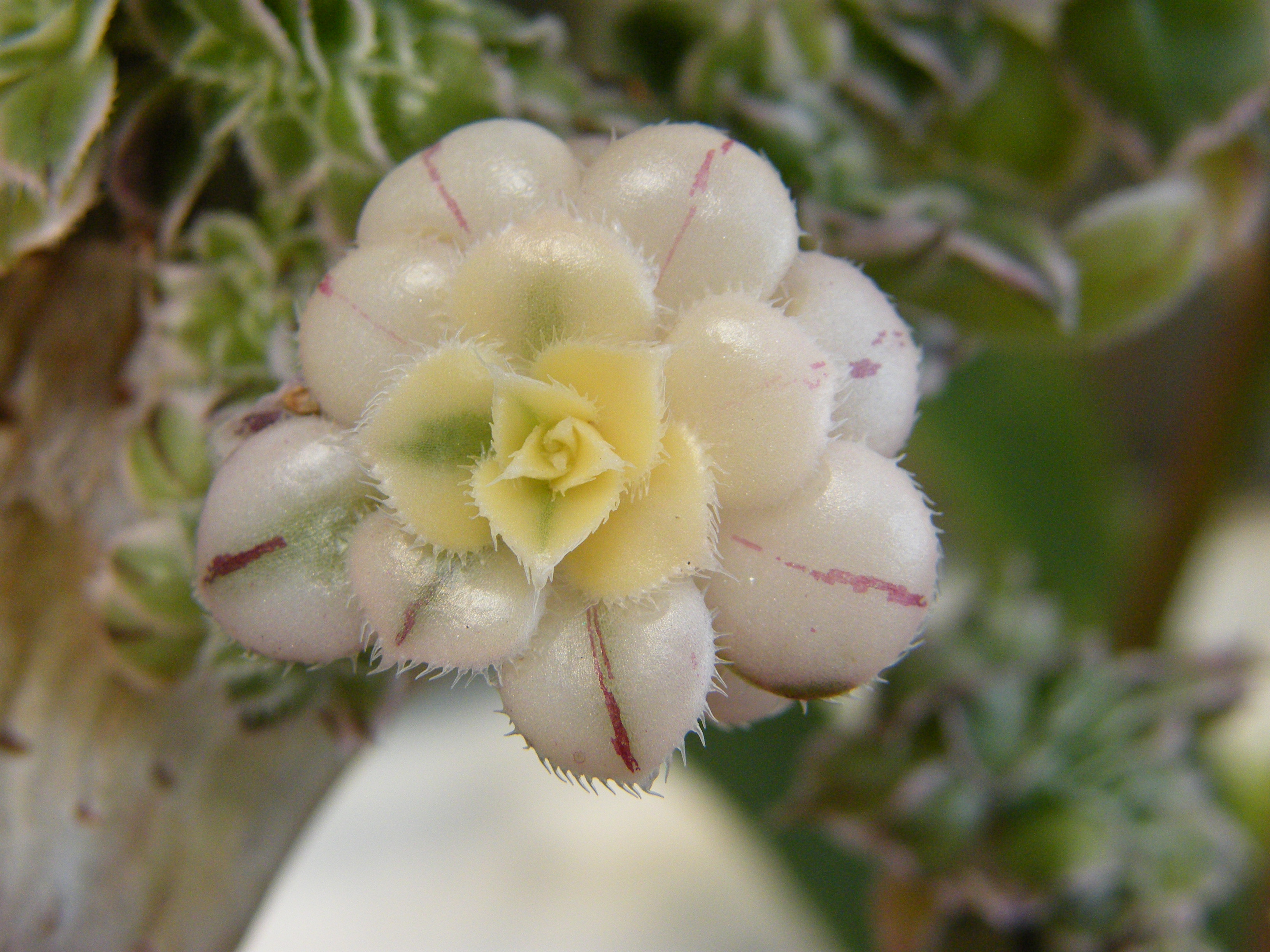    AEONIUM Albinos ! 868865Mai2012527