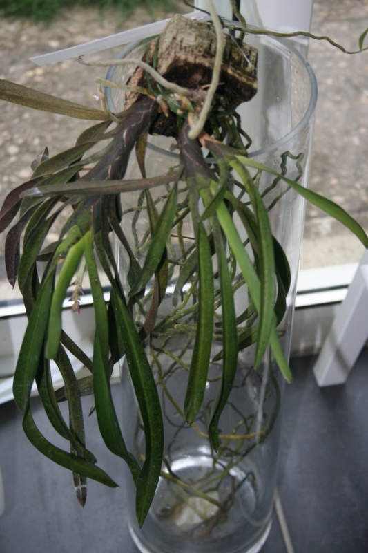 neofinetia falcata x rhynchostylis retusa 868931IMG8754