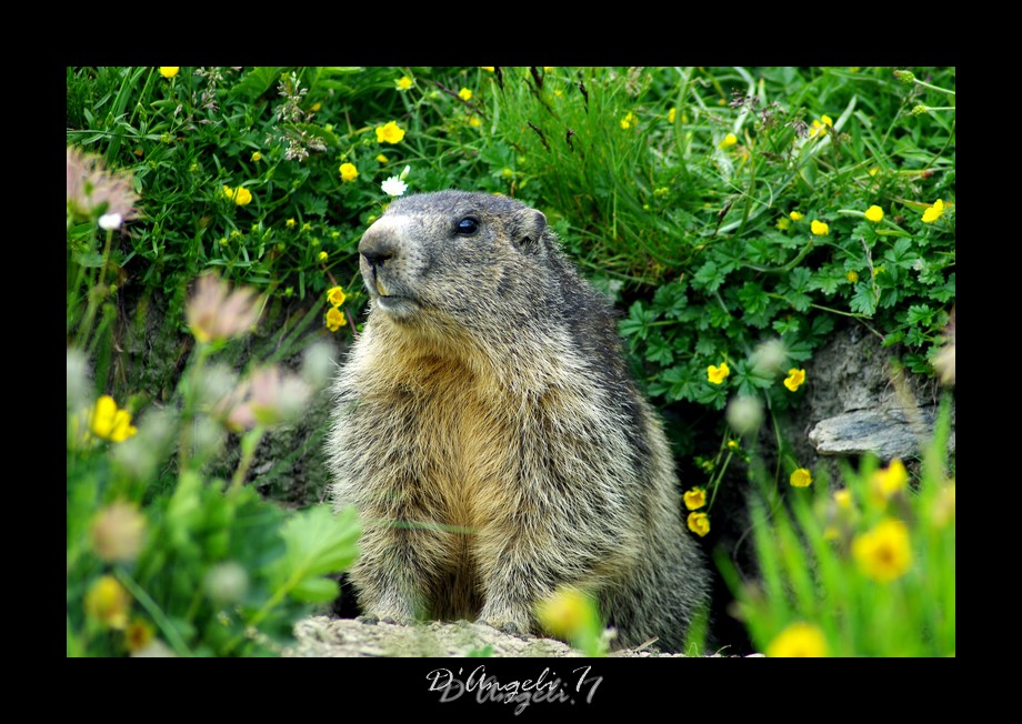 Marmottes, Bouquetins du Queyras  869853ColAgnel33